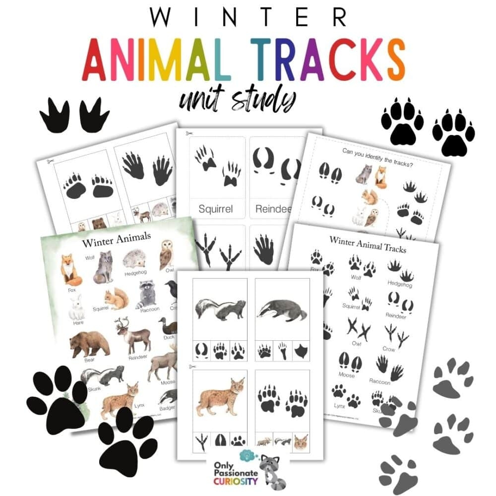 Winter Animal Tracks Unit Study