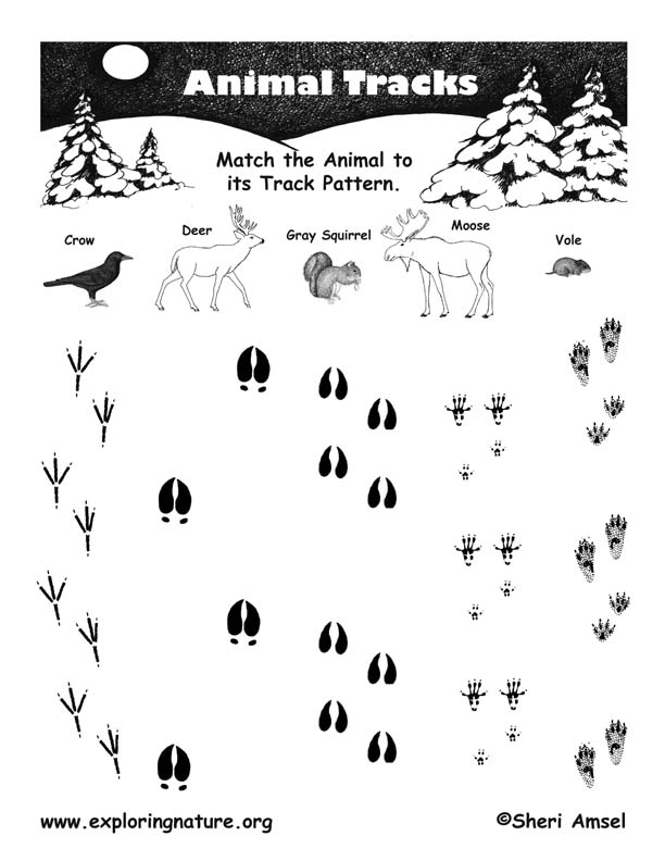 15 Best Images Of Animal Tracks Matching Worksheet Animal Tracks 