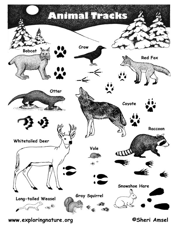 8 Best Images Of Printable Animal Track Identification Guide Animal 