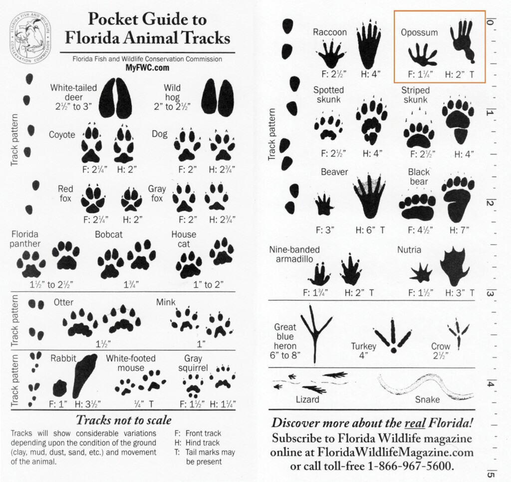 8 Best Images Of Printable Animal Track Identification Guide Animal 