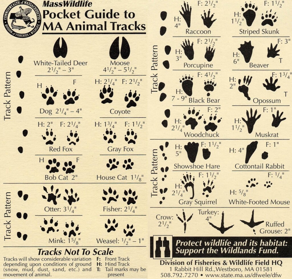 8 Best Images Of Printable Animal Track Identification Guide Animal 