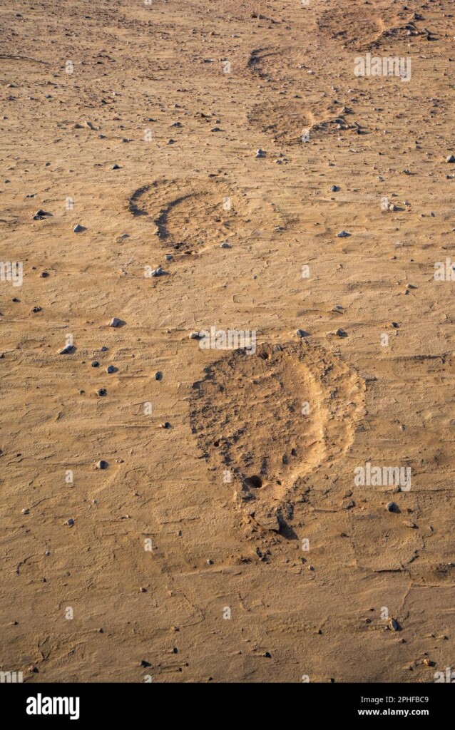 African Elephant Footprints Hi res Stock Photography And Images Alamy