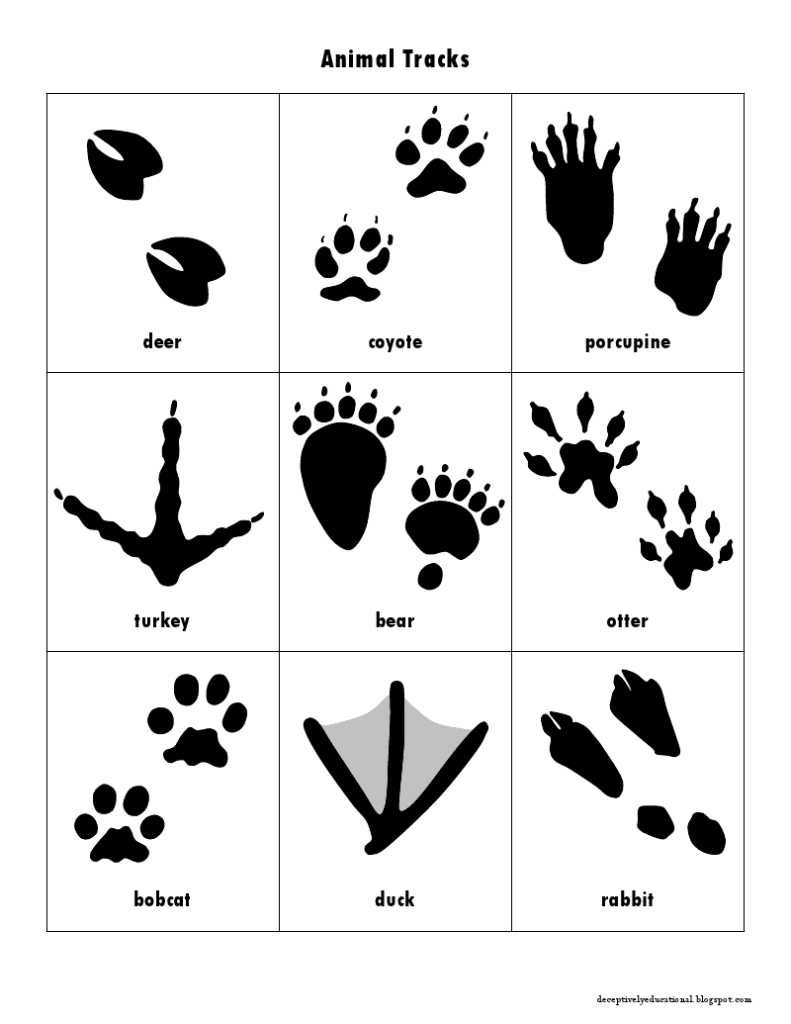 Animal Track Cards pdf Animal Tracks Animal Footprints Animal 
