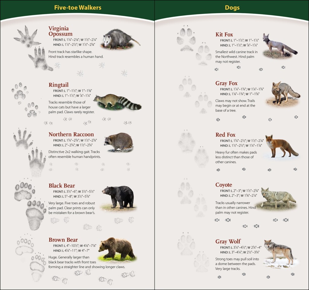 Animal Tracks
