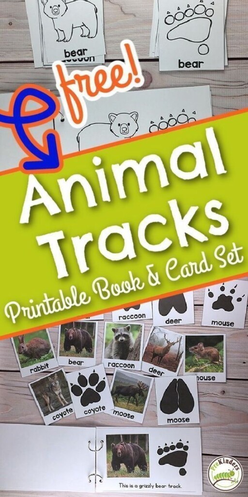 Animal Tracks Book Animal Tracks Forest Animals Preschool Forest 