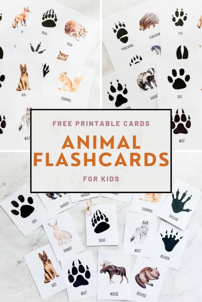 Animal Tracks ID Cards Free Printable Cards In 2024 Animal Tracks 