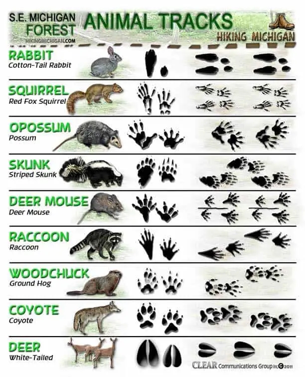 Animal Tracks Identification Sheets Save Print 