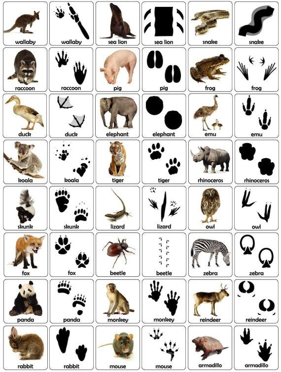 Animal Tracks Let 39 s Make A Match A Matching Game Etsy Wilde Dieren 