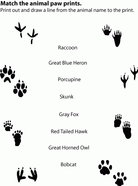 Animal Tracks Match Up