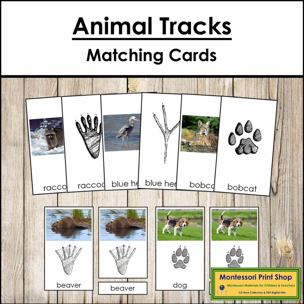 Animal Tracks Matching Cards Animal Photographs Footprints Made 