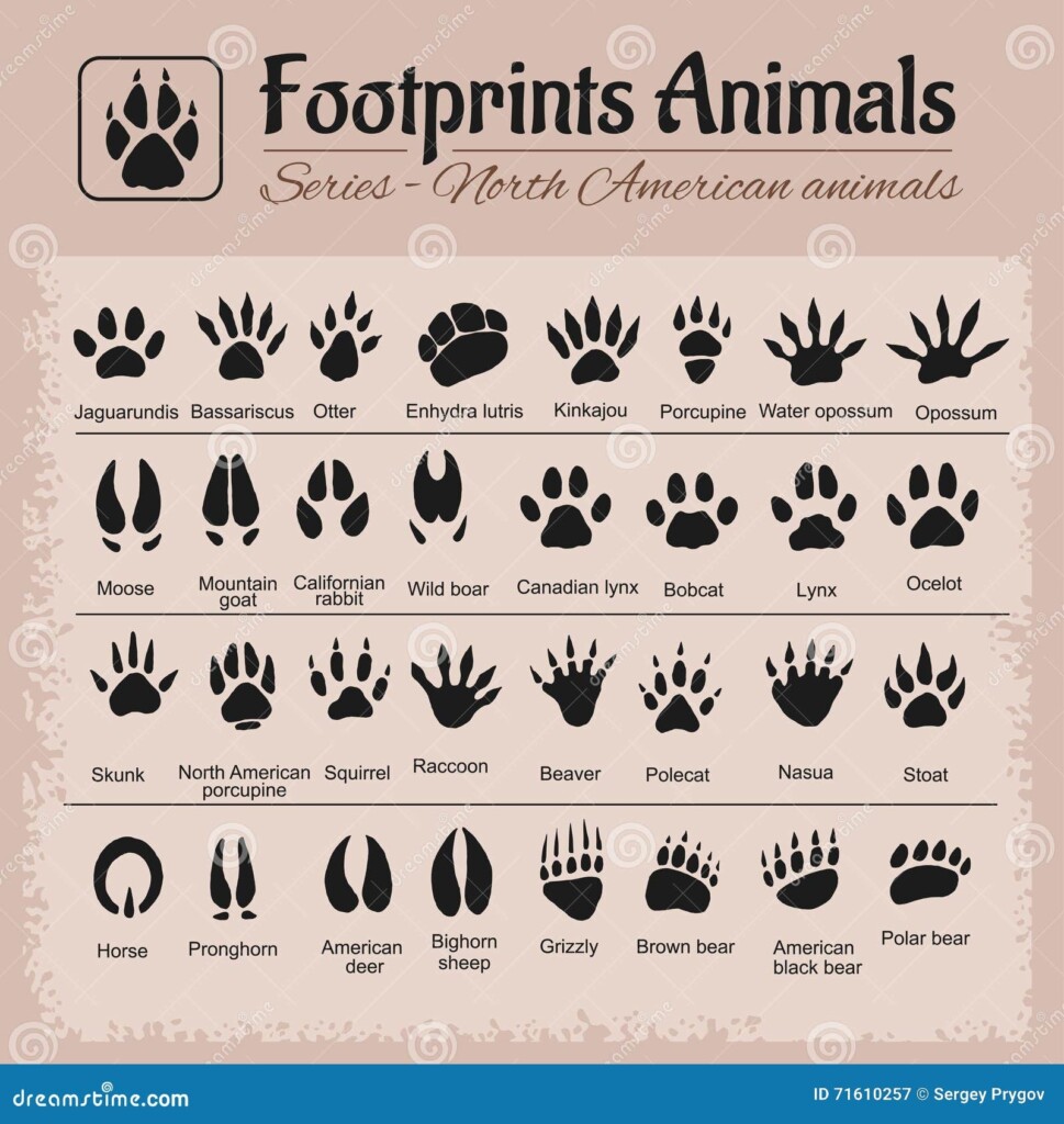 Animal Tracks North American Animals Stock Vector Image 71610257