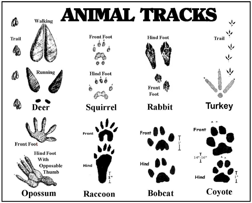 Animal Tracks Printable Printable Word Searches