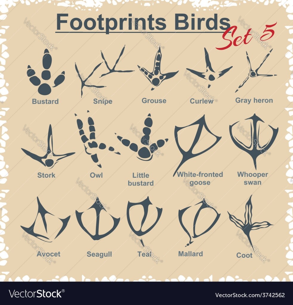 Bird Footprints Identification