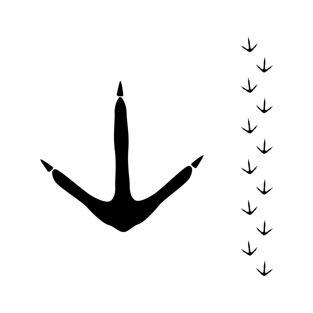 Bird Tracks Clipart
