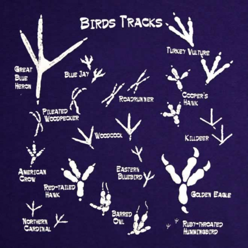 Bird Tracks Printable KidsPressMagazine