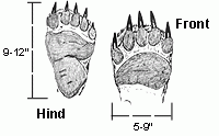 Brown Grizzly Bear Hunting Information Alaska Department Of Fish And Game