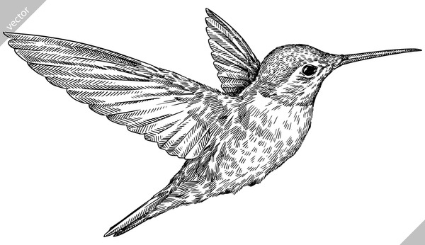 Dibujos De Aves Colorear trackid sp 006 Para Colorear Vsun