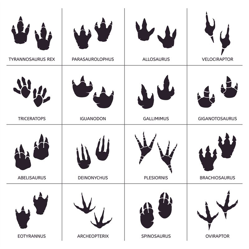 Dinosaur Footprint Reptile Foot Anatomy Ancient Predator Animals Foo 