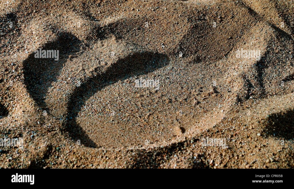 Elephant Tracks