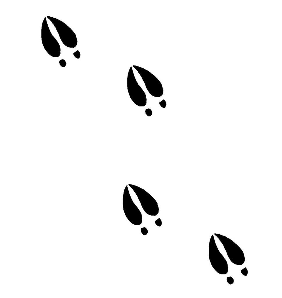 Free Deer Footprints Cliparts Download Free Deer Footprints Cliparts 