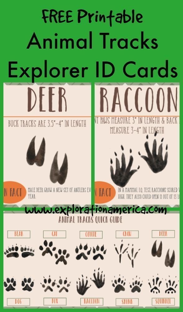 Free Printable Animal Tracks Explorer ID Cards Des Traces D 39 animaux 