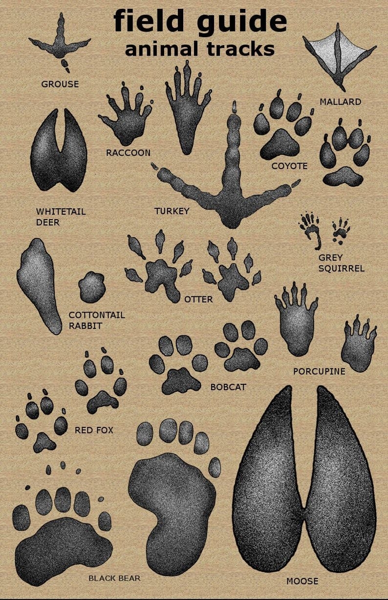 Free Printable Animal Tracks Guide