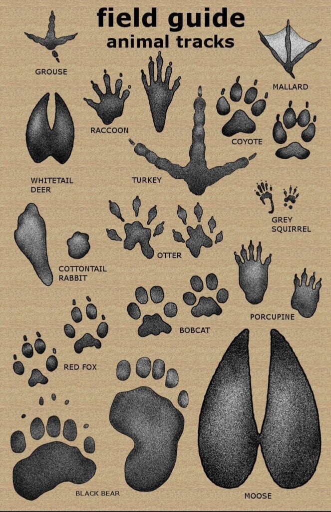 Free Printable Animal Tracks Guide Vrogue co