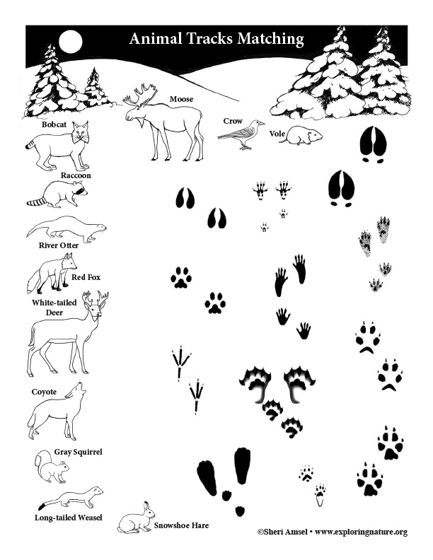 Free Printable Animal Tracks Matching Game