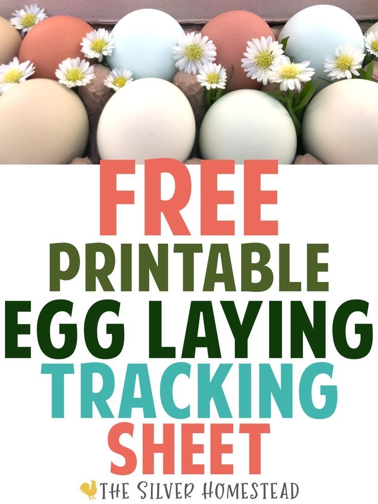 FREE Printable Egg Laying Tracking Sheet Easy Backyard Chicken 