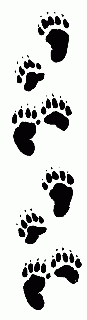 Grizzly Bear Footprint Clipart Images