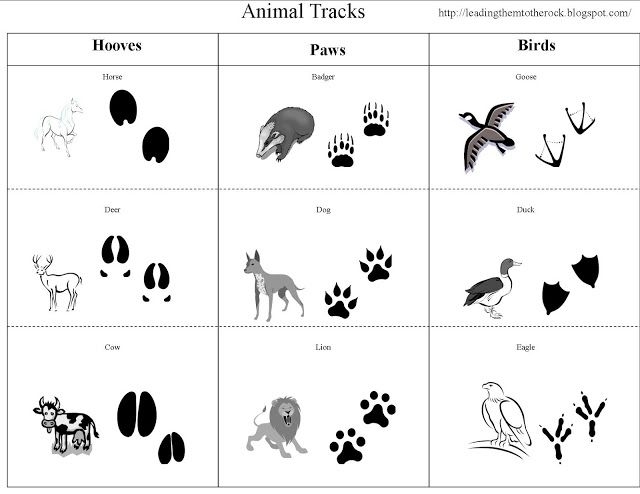 Leading Them To The Rock Animal Study Animal Tracks Animal Tracks 