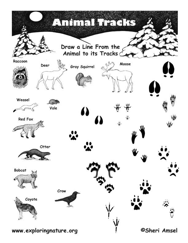 Match The Animal To Its Tracks Cub Scout Activities Scout Activities