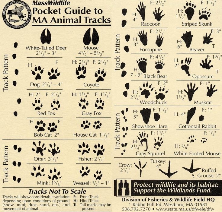 Pacific Northwest Animal Tracks Google Search Animal Tracks