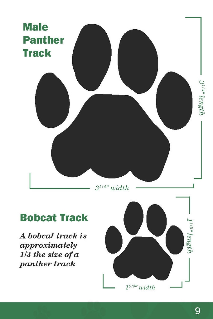 Panther Track Guide Florida Fish And Wildlife Flickr