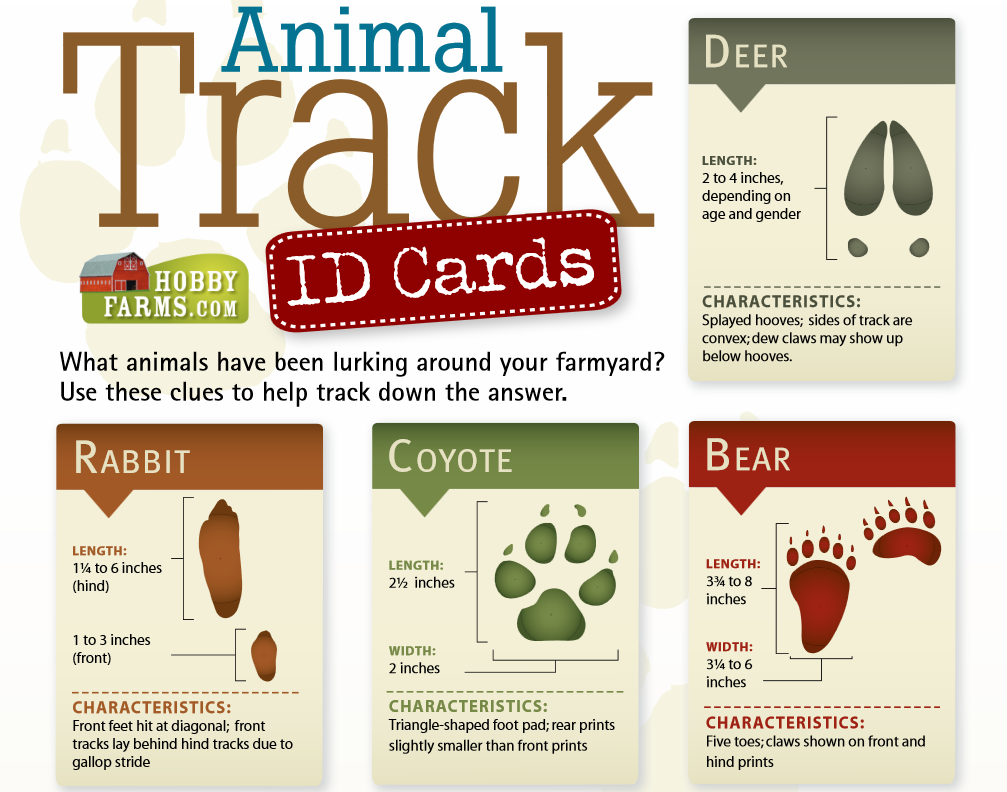 Print Out Free Animal Track ID Cards A Magical Homeschool