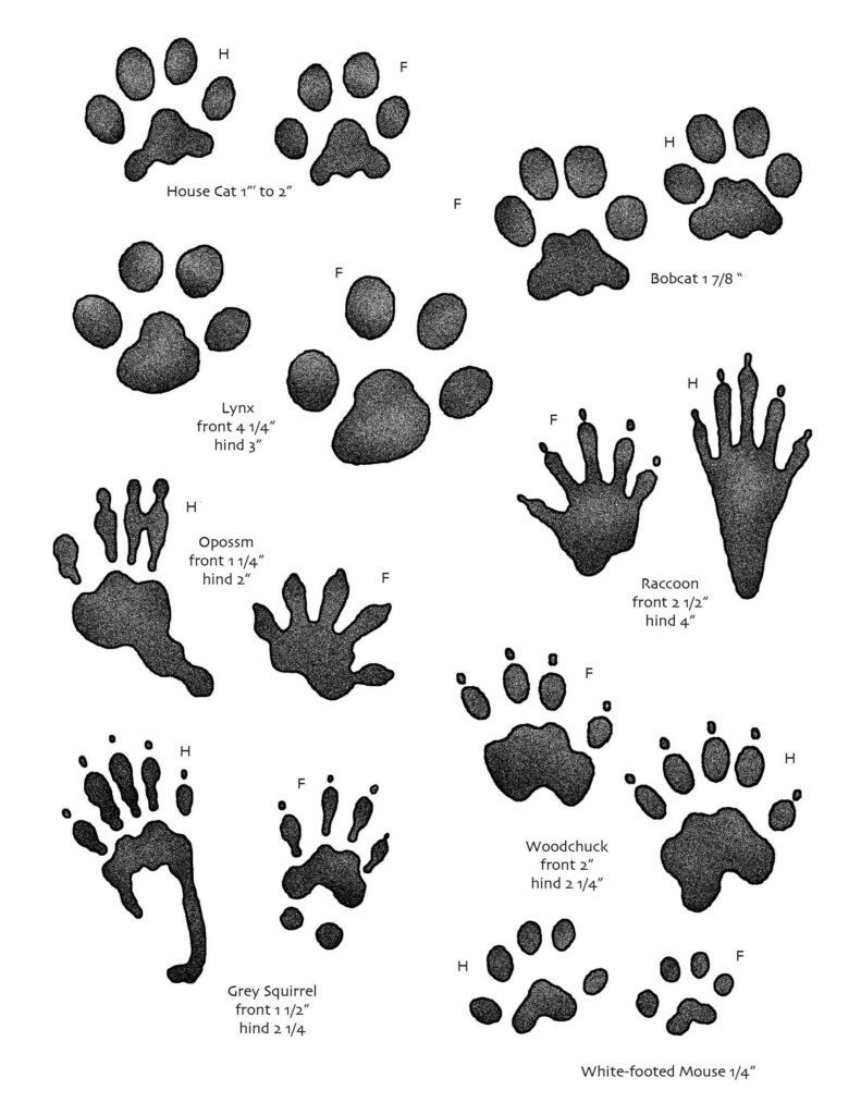 Printable Animal Footprints