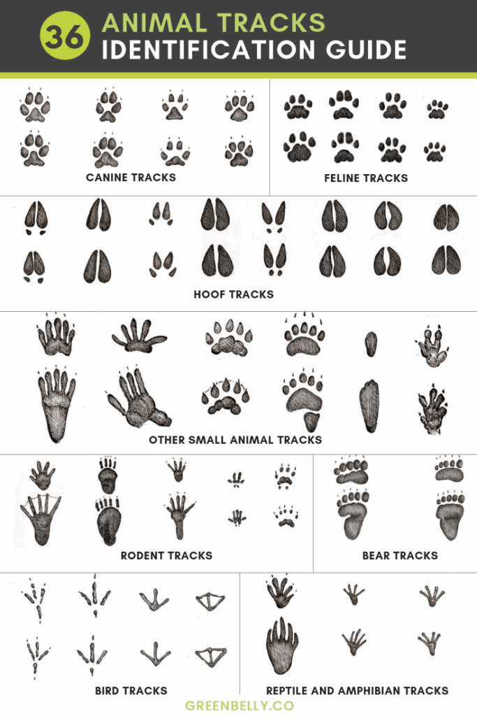 Printable Animal Tracks Guide