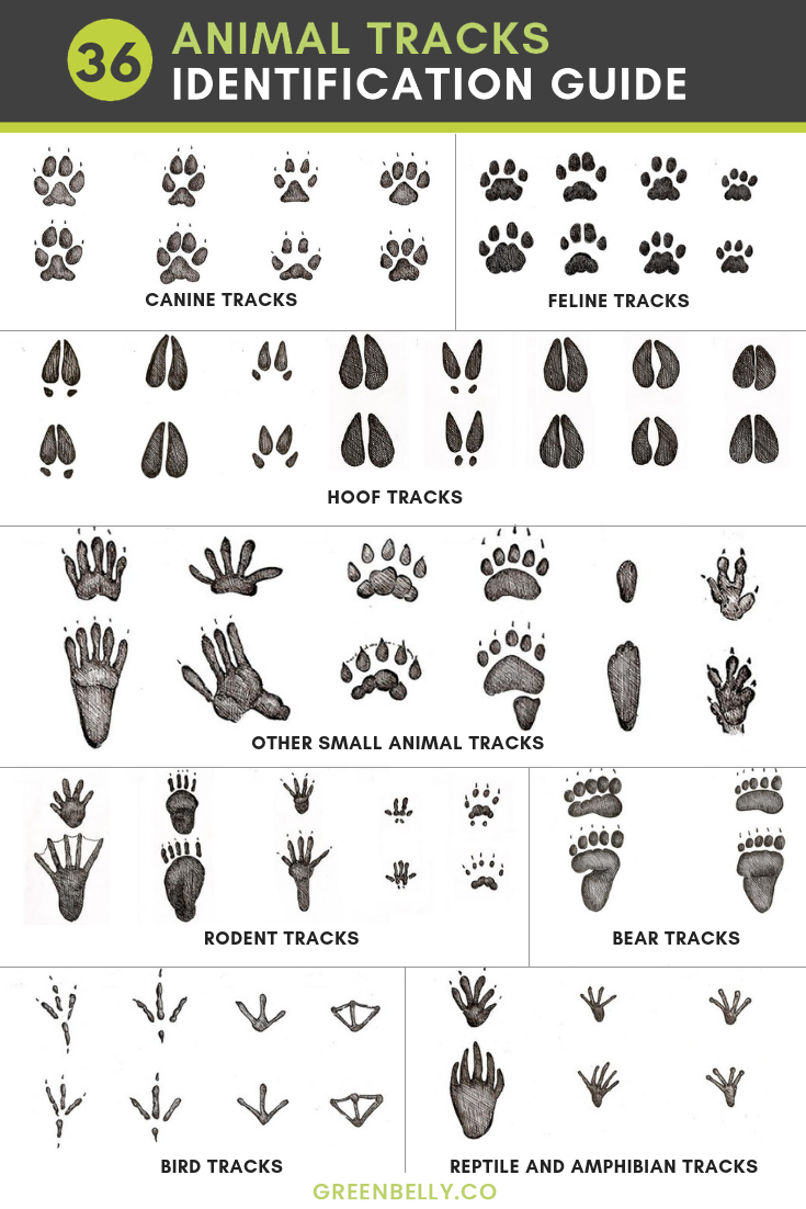 Printable Animal Tracks Guide