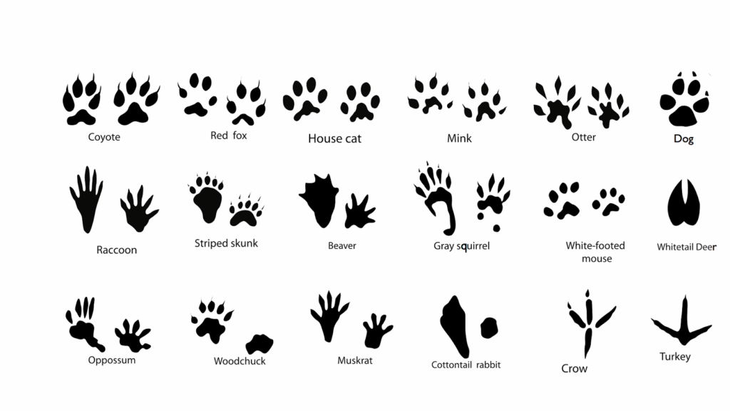 Printable Animal Tracks Identification