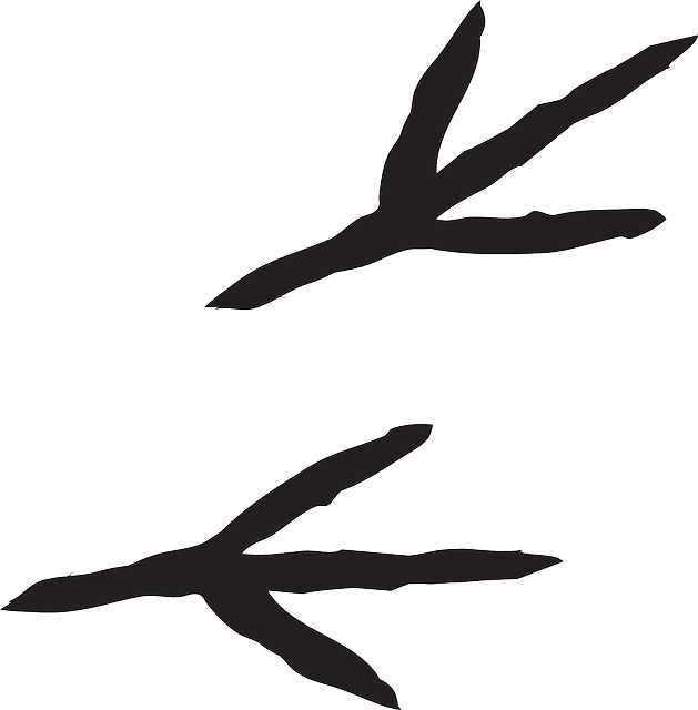 Printable Bird Feet Template