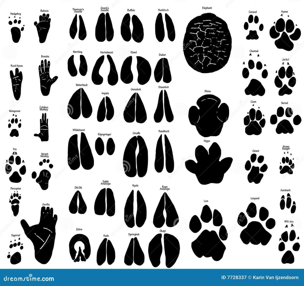 Printable Pictures Of Animal Tracks Coloring Pages