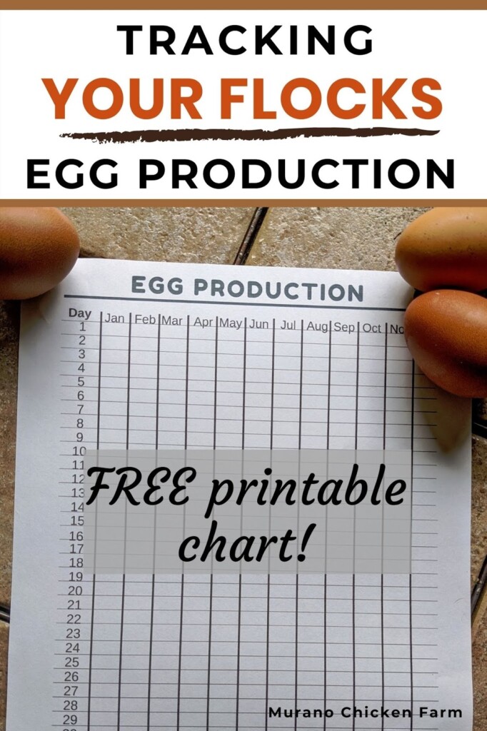Tracking Egg Production In Hens Murano Chicken Farm