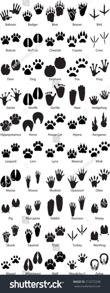 21 Muskrat Tracks Royalty Free Images Stock Photos Pictures Shutterstock