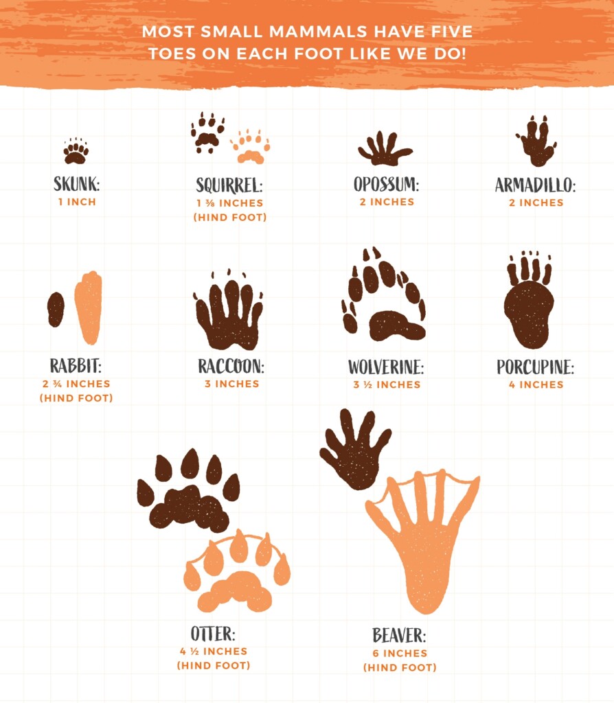 Animal Tracks To Find With Your Kids Printable Field Guide Personal Creations Blog