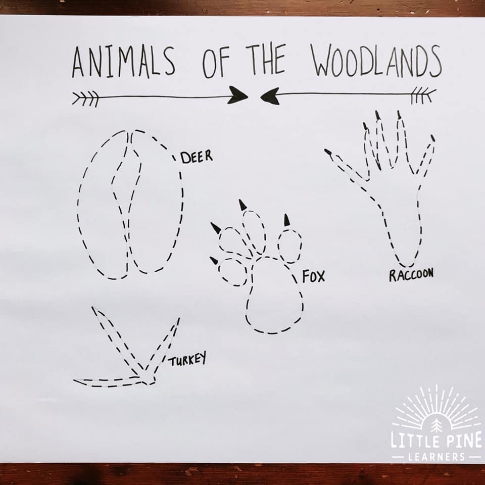 DIY Woodland Animal Track Tracing Activity Little Pine Learners