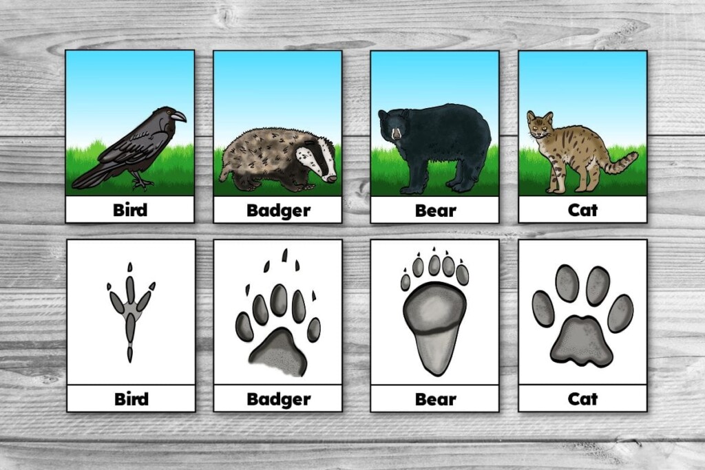 Free Printable Winter Animal Tracks Identification Matching Cards
