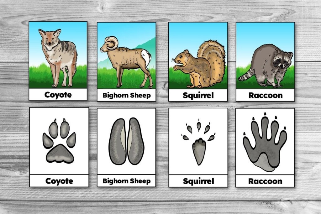 Free Printable Winter Animal Tracks Identification Matching Cards