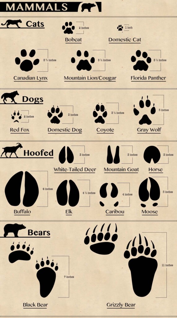 Infographic 50 Animal Tracks Of North America RECOIL OFFGRID